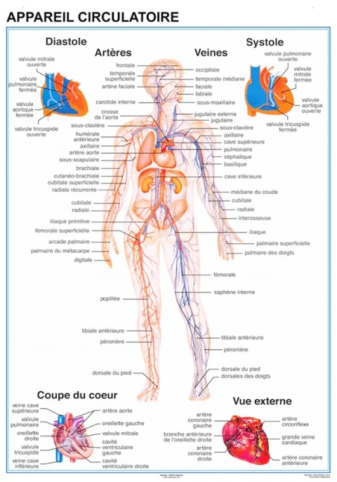 Planche anatomique Appareil circulatoire