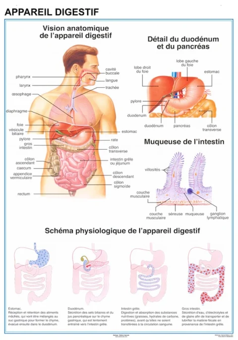 Planche anatomique Appareil digestif