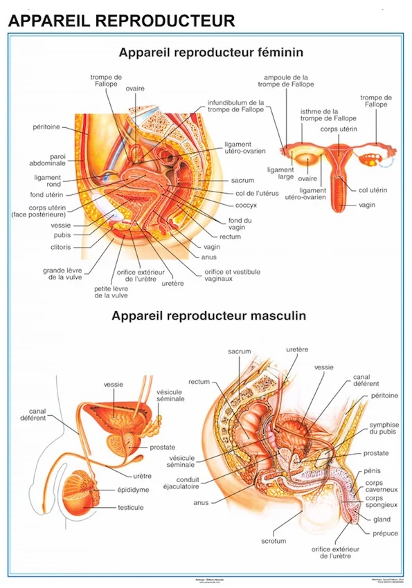 Planche anatomique Appareil Reproducteur 70 × 100 cm