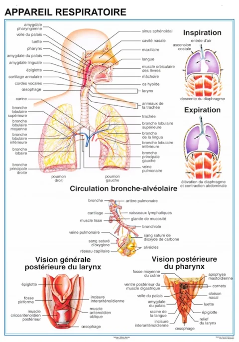 Planche anatomique Appareil Respiratoire