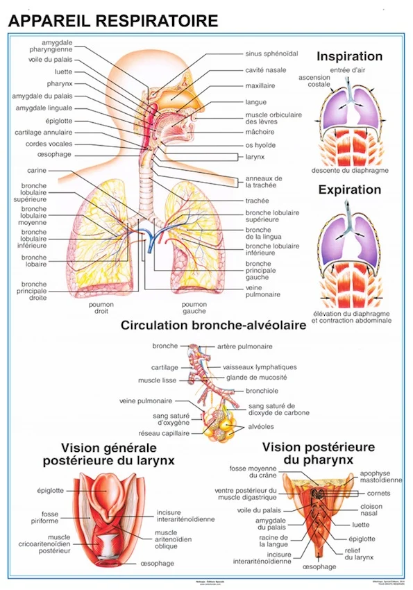 Planche anatomique Appareil Respiratoire 70 × 100 cm