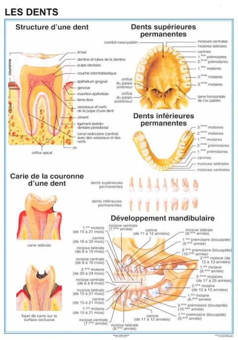 Planche anatomique Les dents