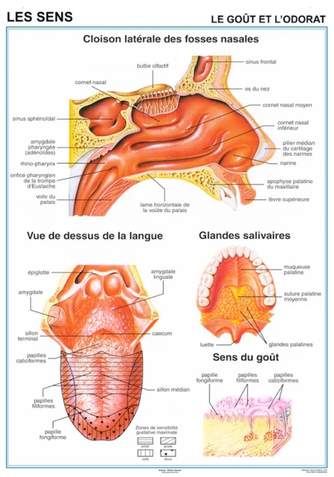 Planche anatomique Les sens le gout et l'odorat