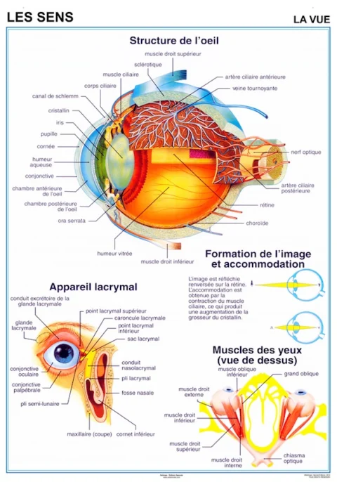 Planche anatomique Les sens la vue