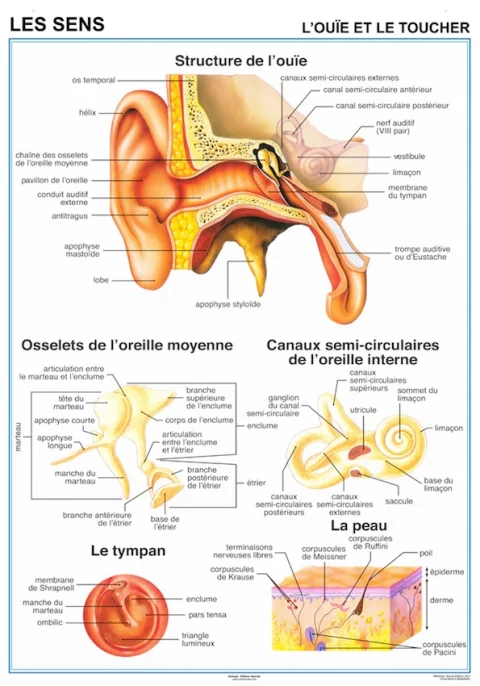 Planche anatomique Les sens ouie et toucher