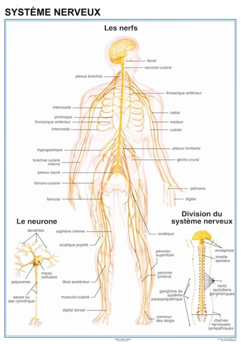 Planche anatomique Systeme Nerveux