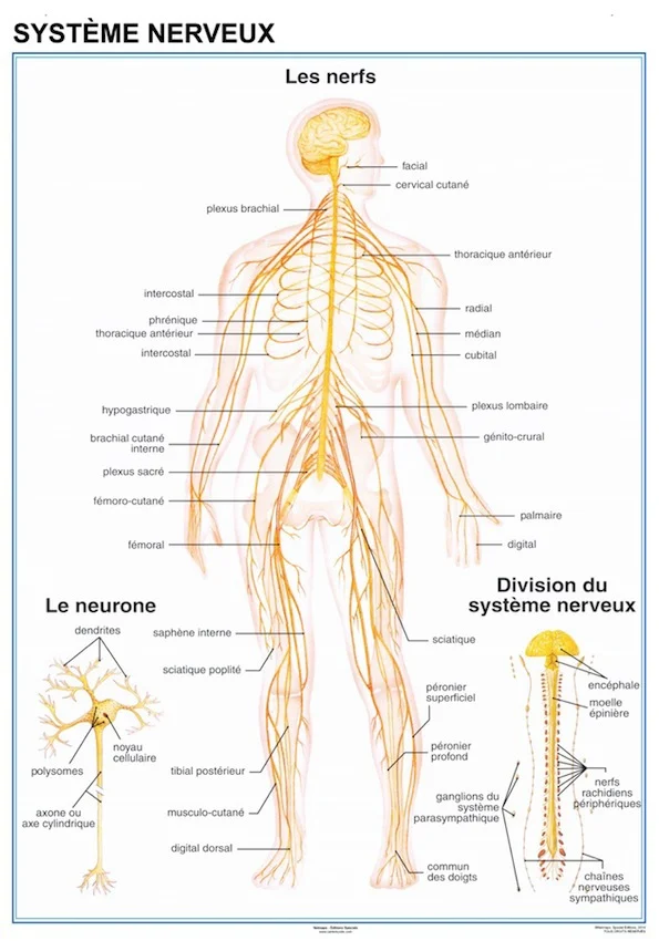 Planche anatomique Systeme Nerveux 70 × 100 cm