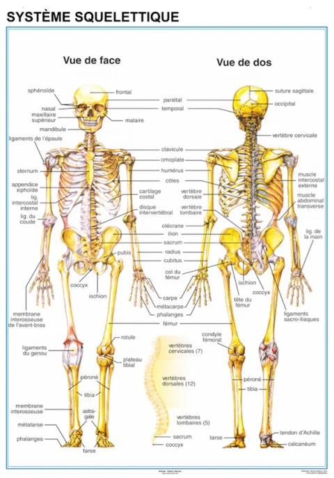 Planche anatomique Systeme Squelettique