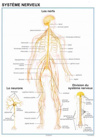 Systeme Nerveux
