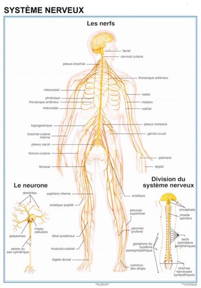 Systeme Nerveux